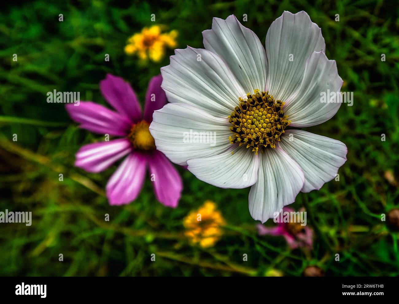 Wildflowers in bloom in a late summer garden Stock Photo - Alamy