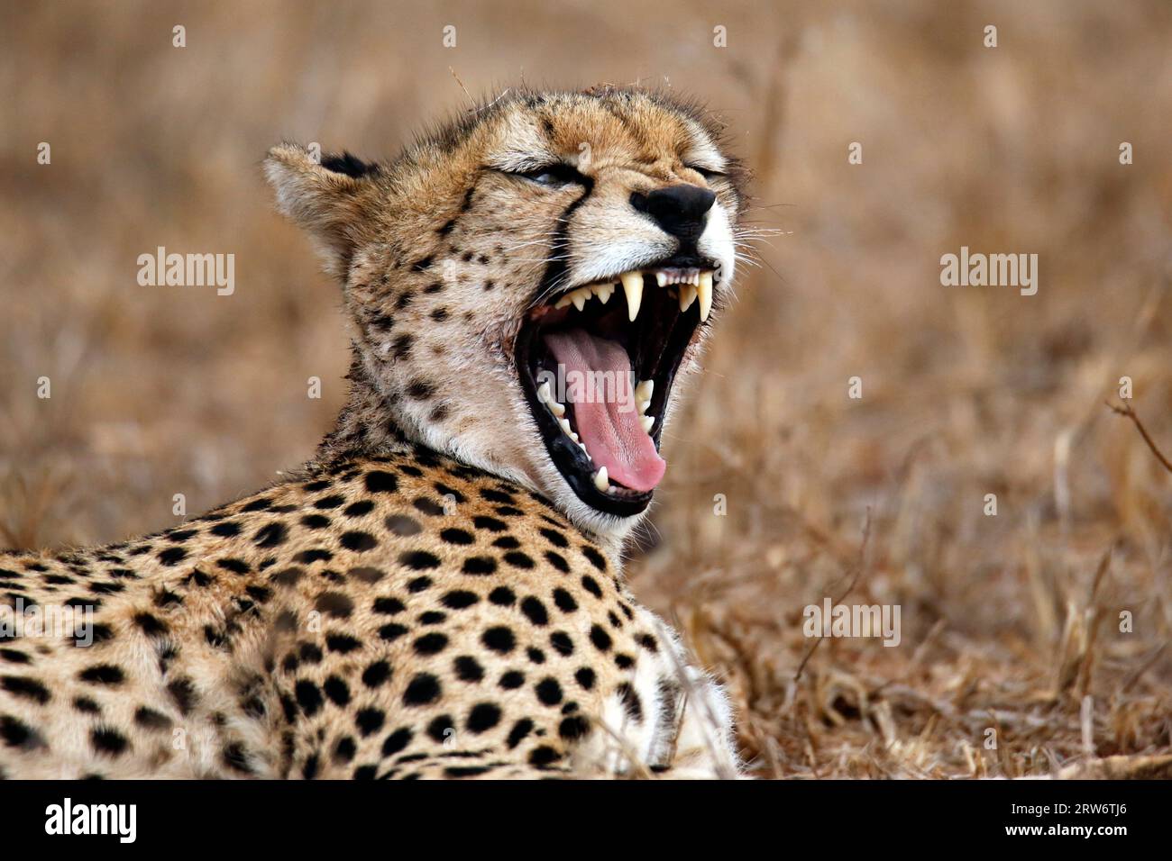 Yawning Cheetah (Acinonyx jubatus). Taita Hills, Kenya Stock Photo