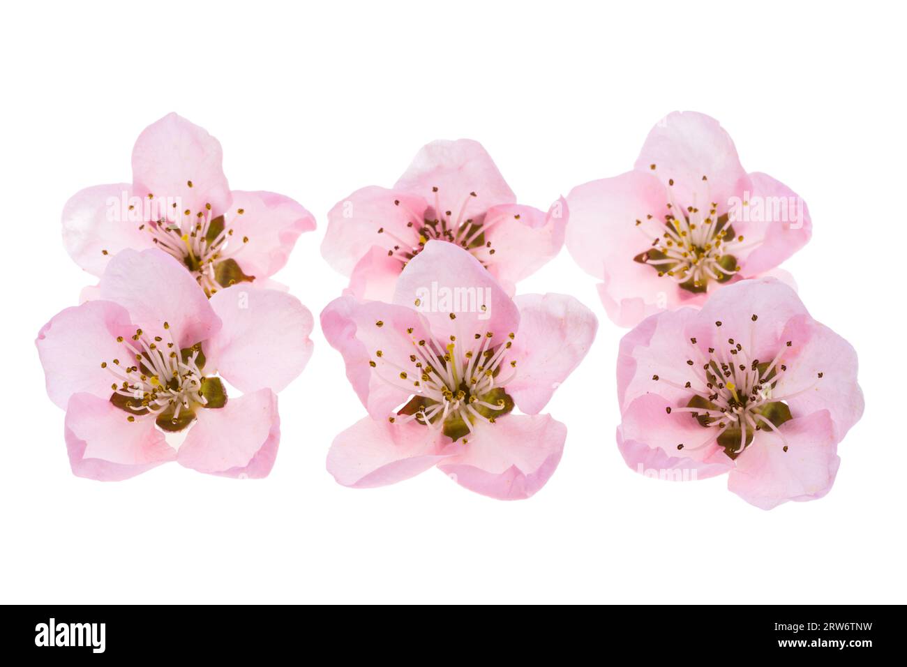 sakura flowers isolated on white background Stock Photo - Alamy