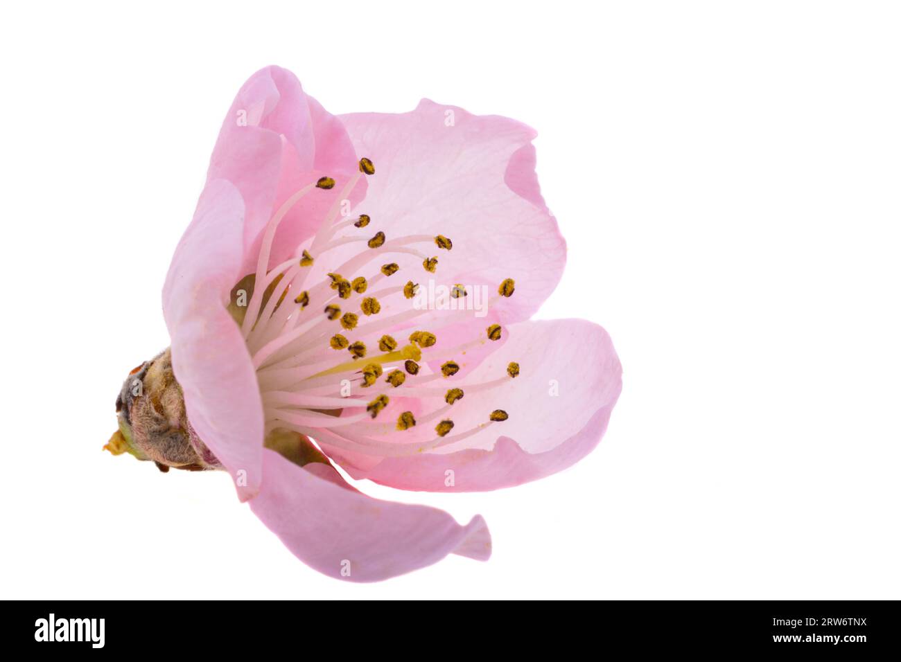 sakura flowers isolated on white background Stock Photo - Alamy