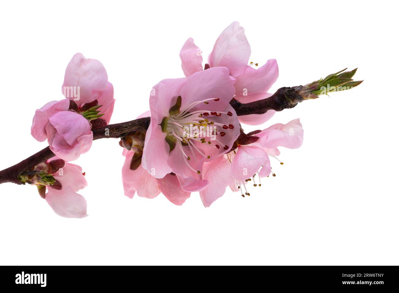 sakura flowers isolated on white background Stock Photo - Alamy