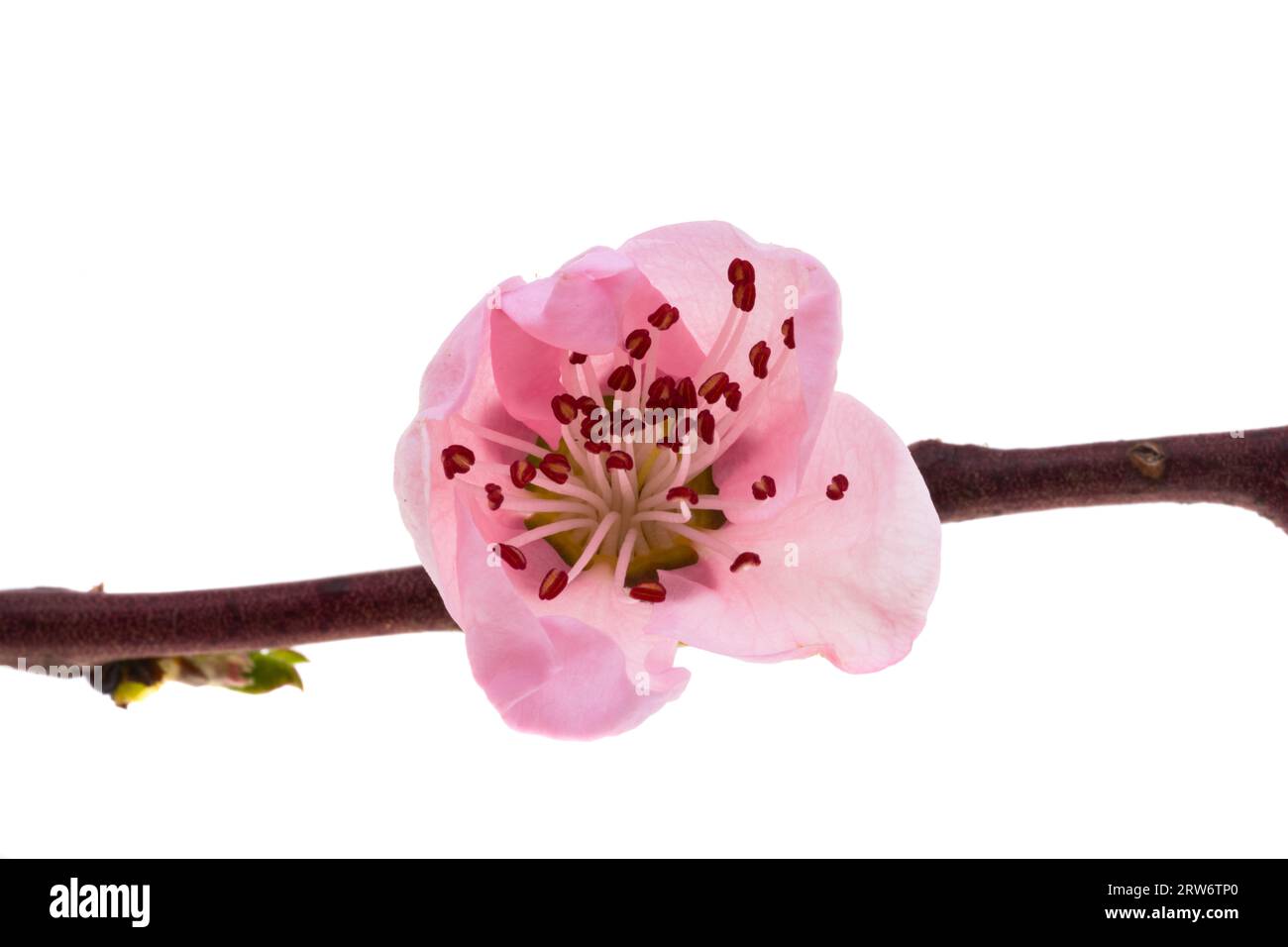 sakura flowers isolated on white background Stock Photo - Alamy