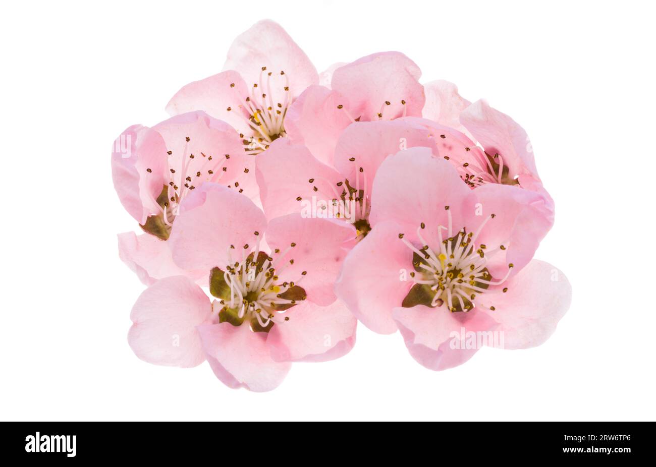 sakura flowers isolated on white background Stock Photo - Alamy
