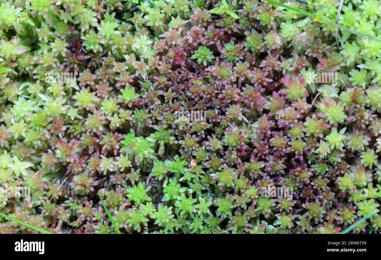 Small red peat moss Stock Photo