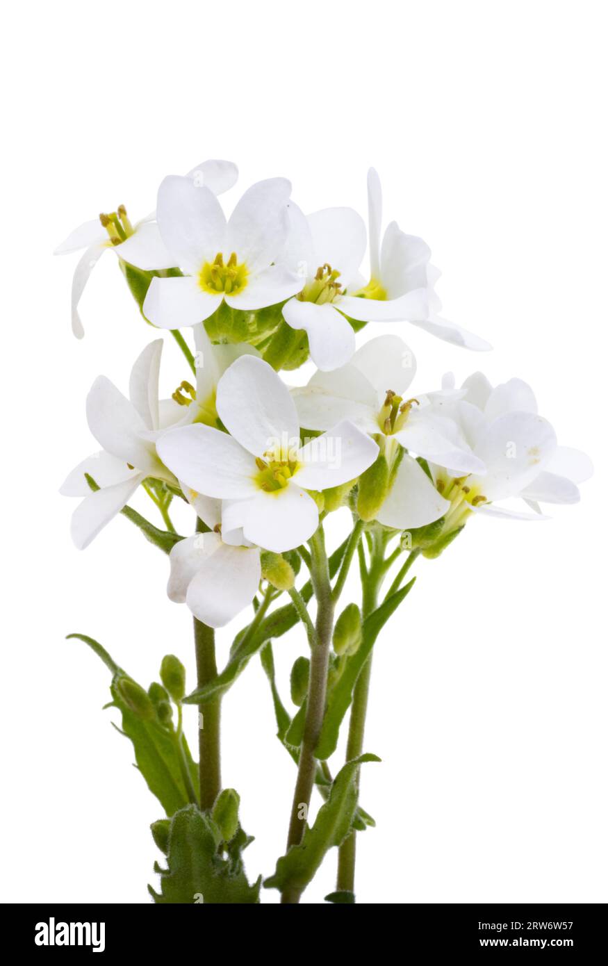 white spring flowers isolated on white background Stock Photo - Alamy