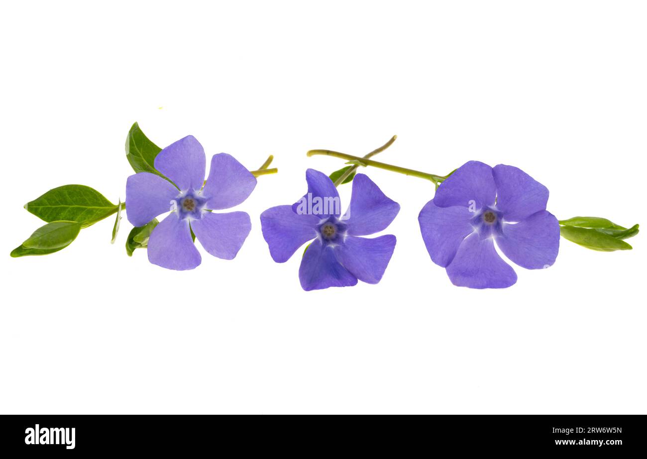 periwinkle flower isolated on white background Stock Photo