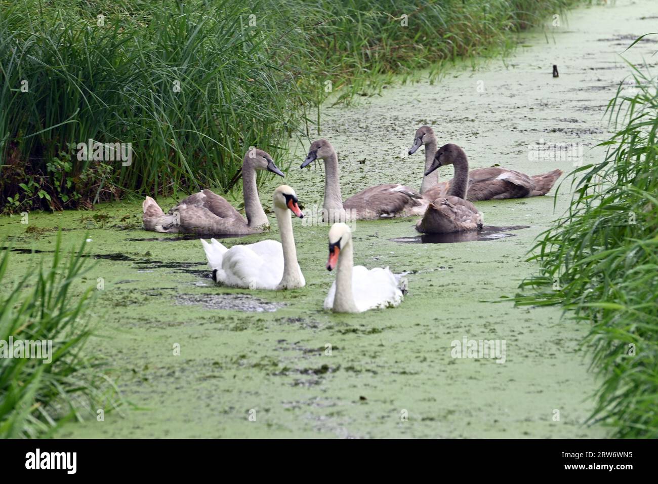 Moor Road, North Somerset, UK. 17th Sep 2023. Swans with signets' on a river covered with green moss at Moor Road in North Somerset on a wet afternoon. Picture Credit: Robert Timoney/Alamy Live News Stock Photo