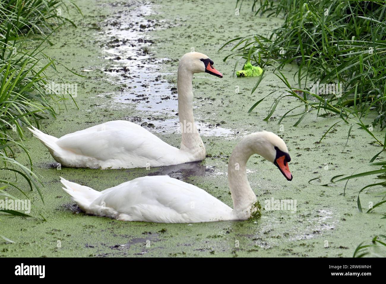 Moor Road, North Somerset, UK. 17th Sep, 2023. Swans with signets' on a river covered with green moss at Moor Road in North Somerset on a wet afternoon. Picture Credit: Robert Timoney/Alamy Live News Stock Photo