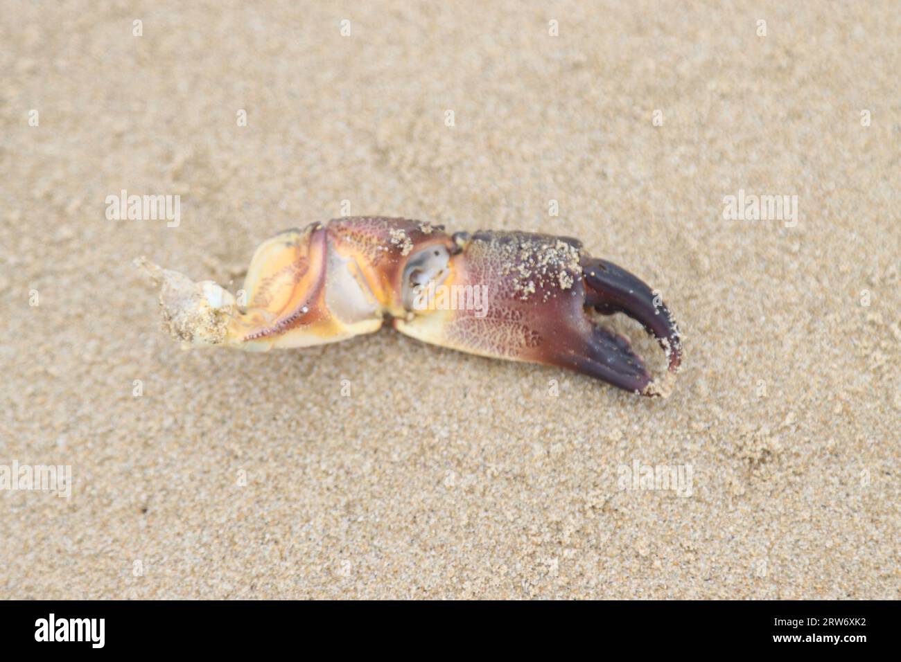 Crab buoy hi-res stock photography and images - Alamy