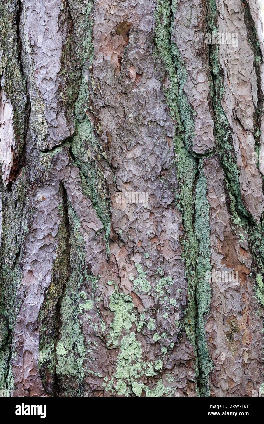 Old growth pine bark Stock Photo