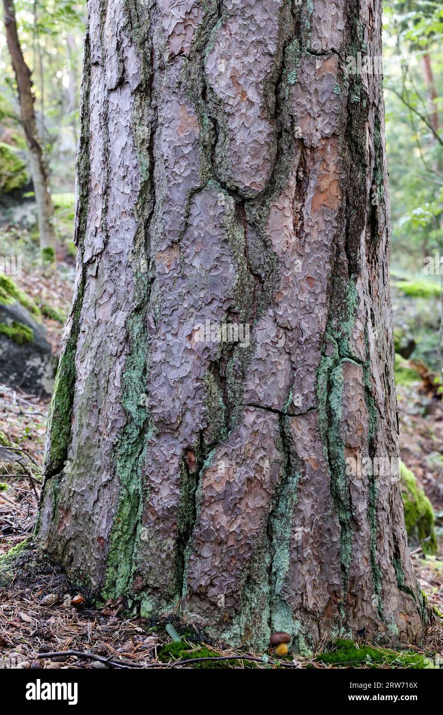 Old growth pine bark Stock Photo
