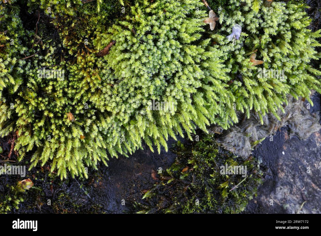 Philonotis tomentella moss Stock Photo
