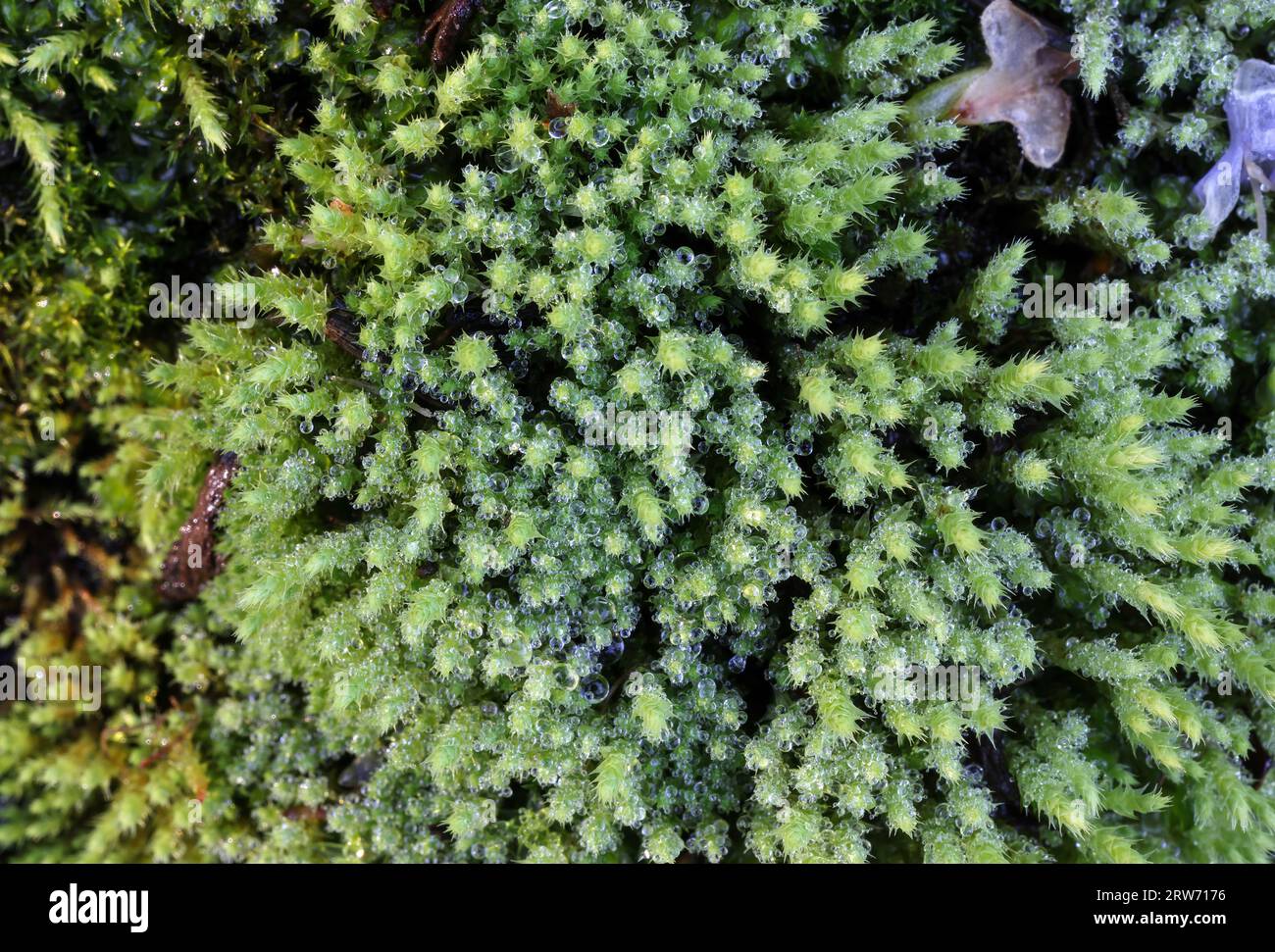 Philonotis tomentella moss Stock Photo