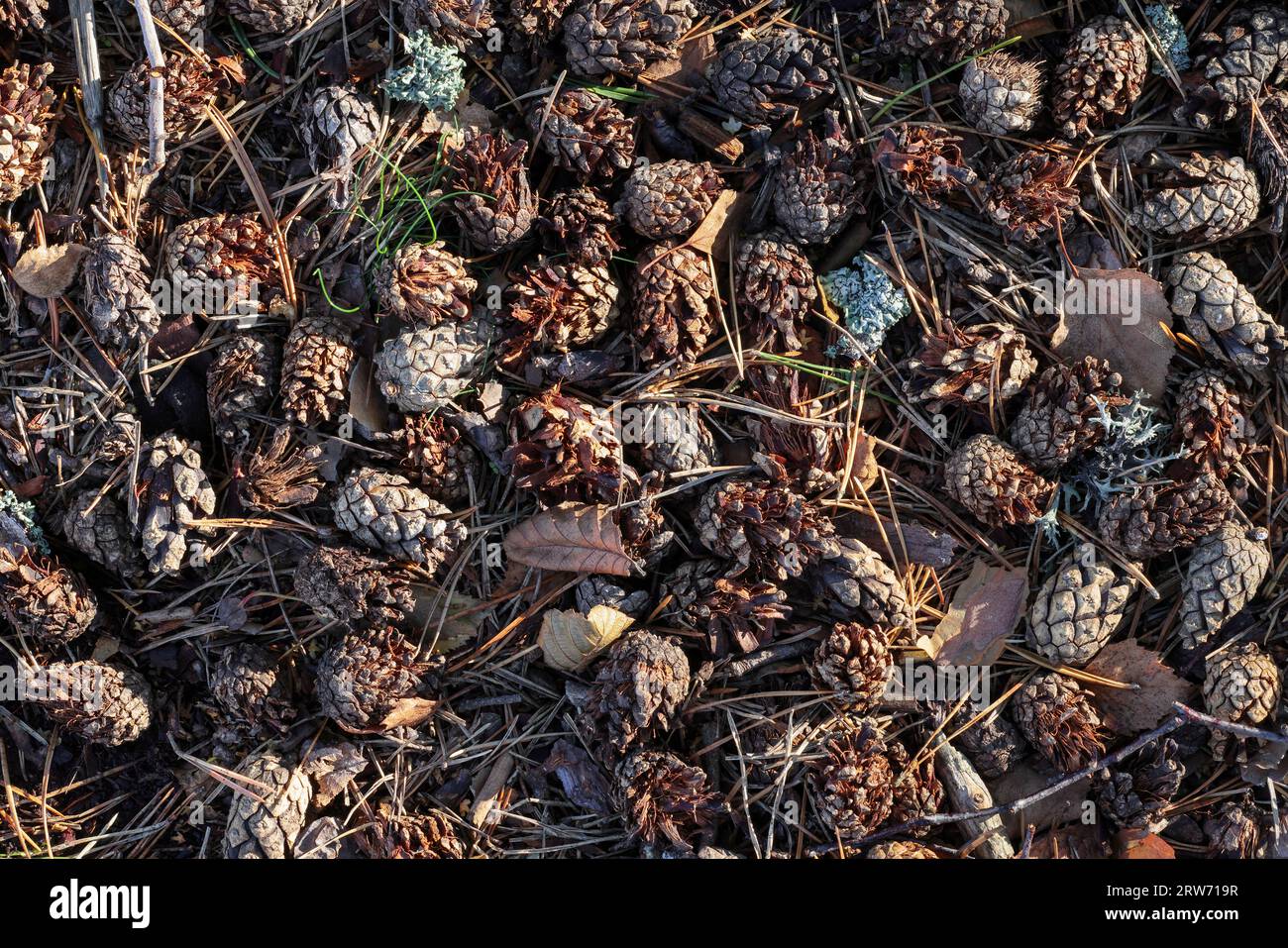 Crossbill eaten pine cones Stock Photo
