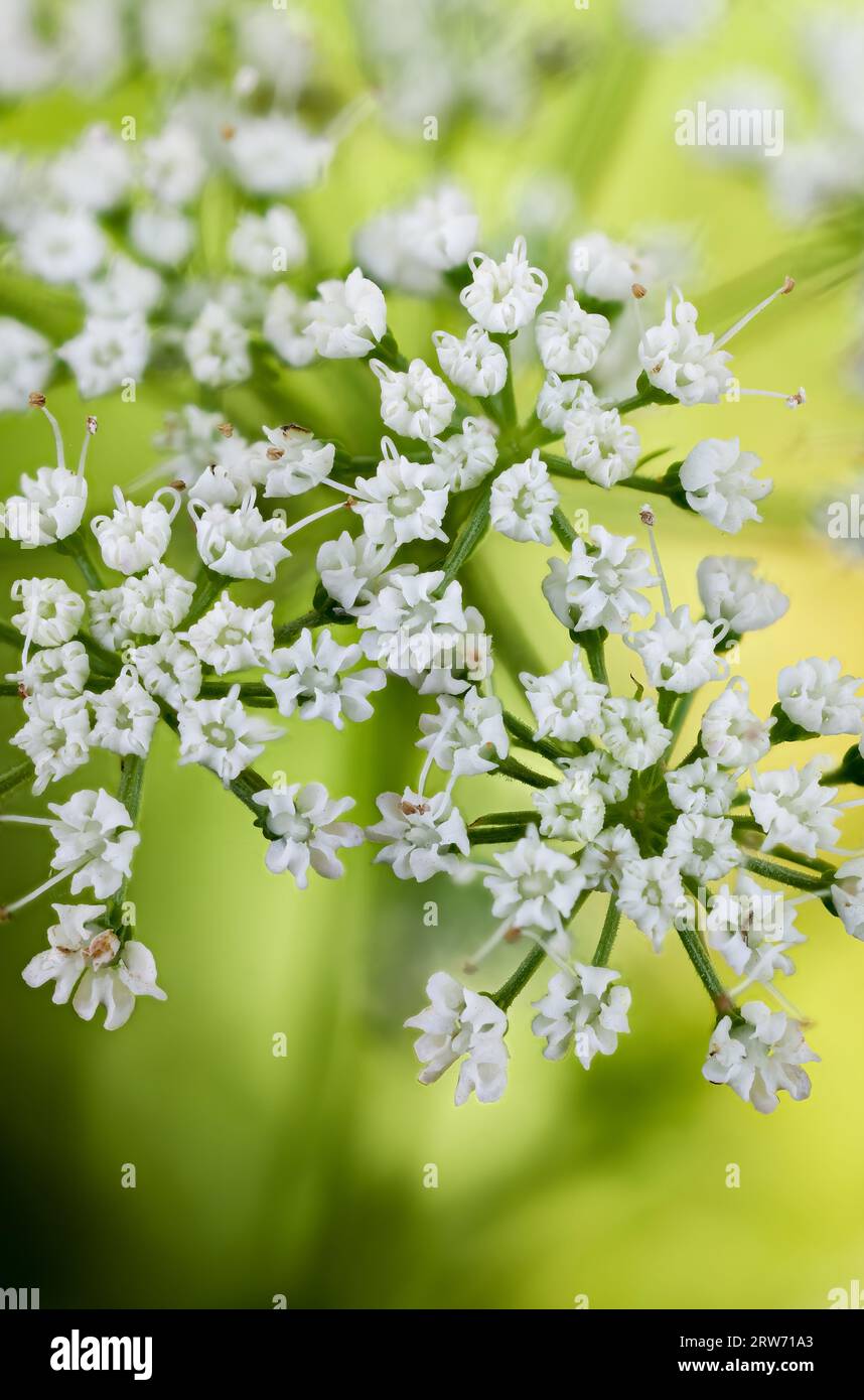 Cambridge cow parsley Stock Photo