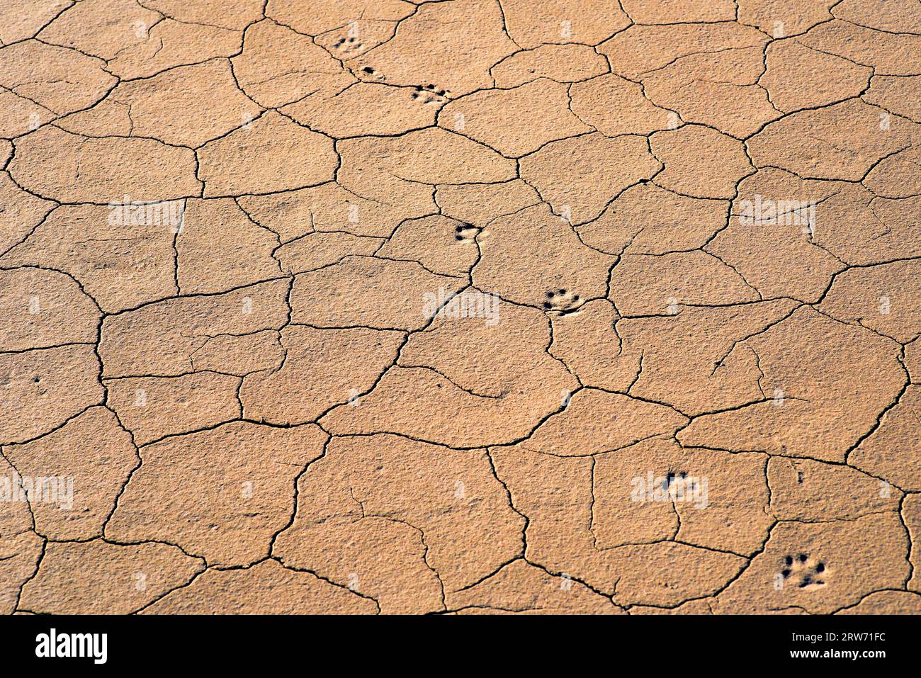 Traces of an animal on the dried and cracked soil Stock Photo - Alamy