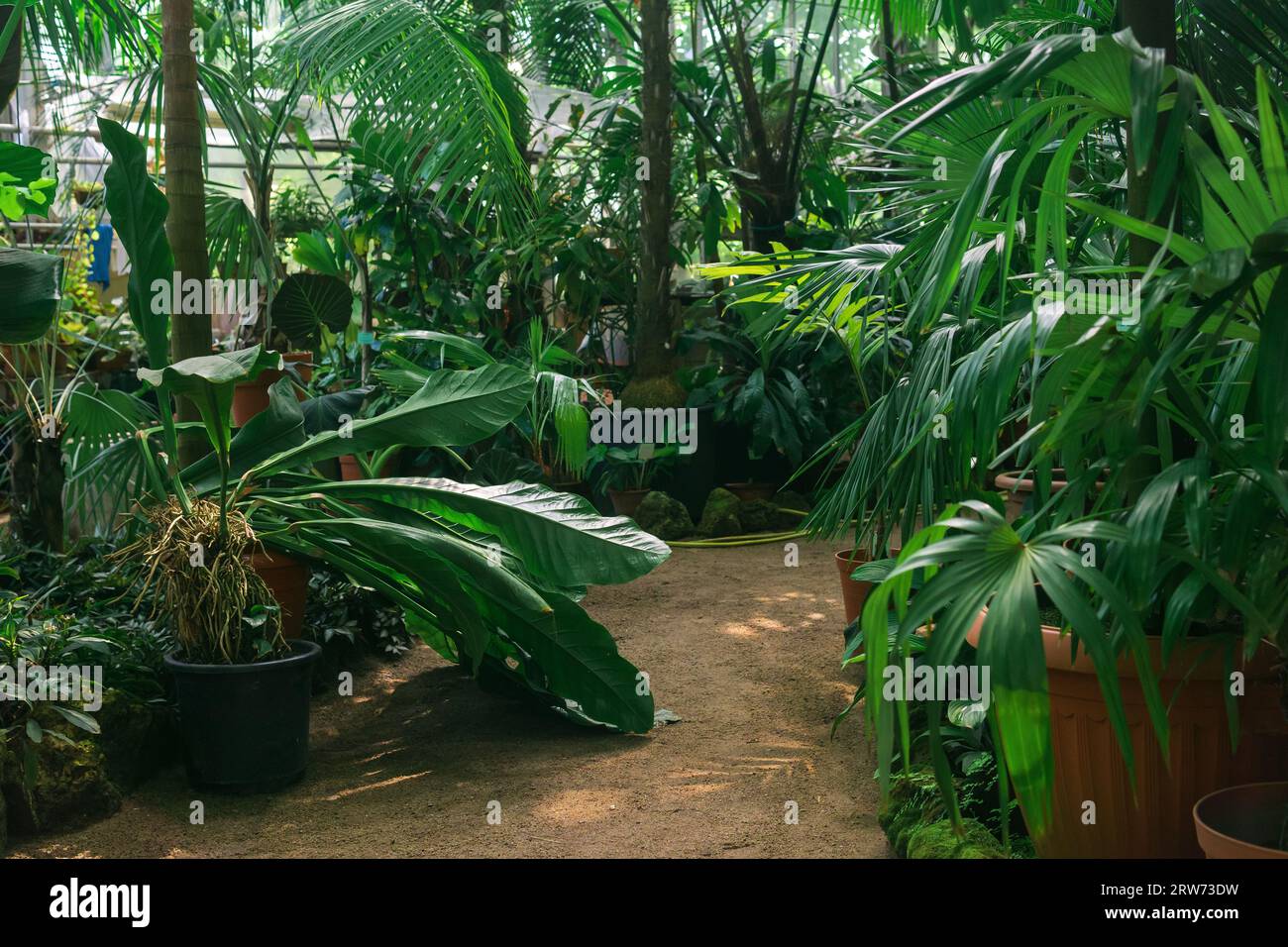 interior of a large greenhouse with palm trees and other tropical ...