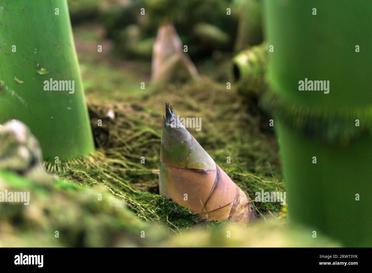 bamboo sprout emerging from the groung among large bamboo stalks Stock