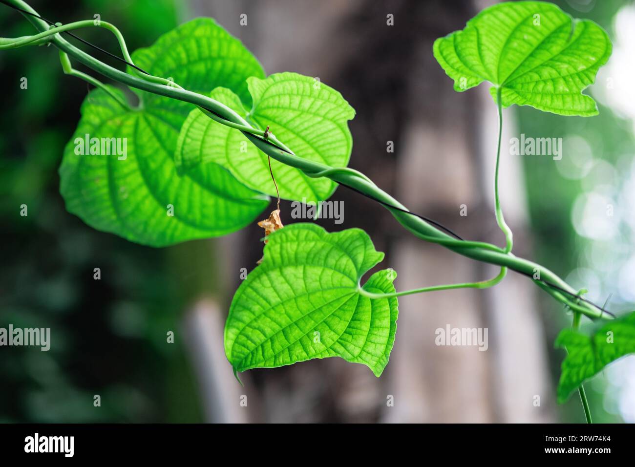 climbing plant in the interior of a large greenhouse Stock Photo