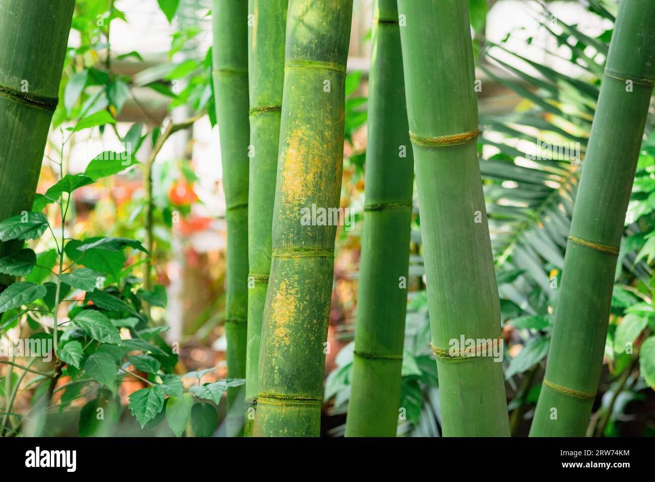Green bamboo stems leaves hi-res stock photography and images - Alamy
