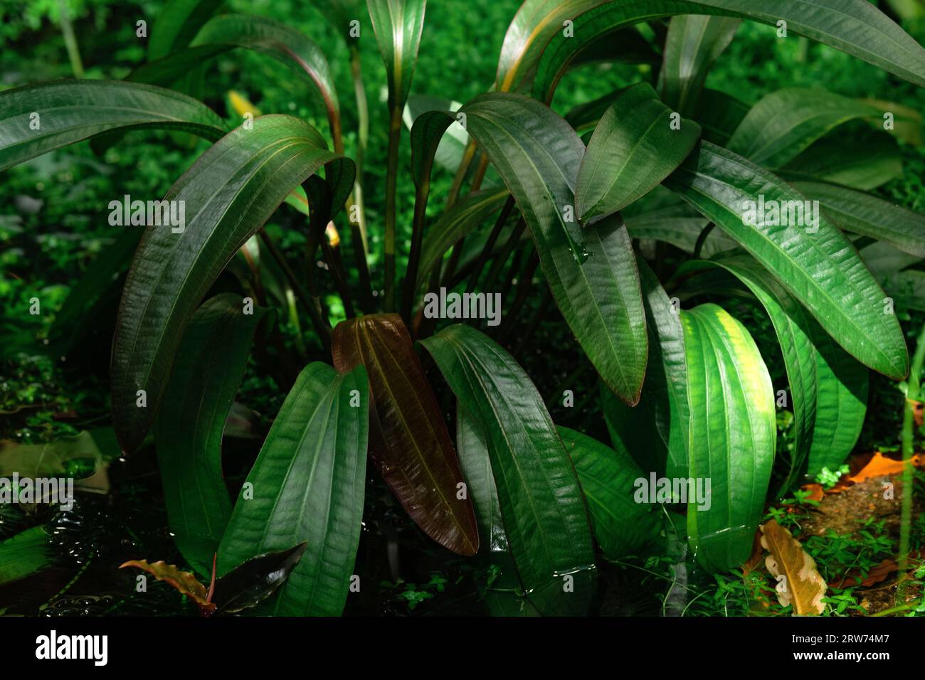 aquatic and marsh plants grow in water Stock Photo Alamy