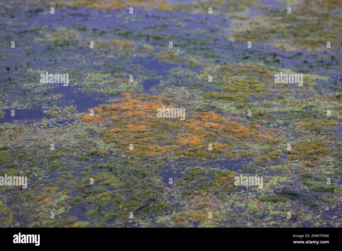 Algae on the surface of Lough Neagh at Ballyronan Marina, as environmental campaigners hold a 'wake' at Ballyronan beach for Lough Neagh lake amid claims toxic algae is killing the UK and Ireland's largest freshwater lake. Picture date: Sunday September 17, 2023. Stock Photo