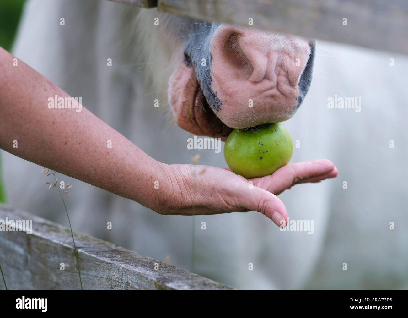 A Person Feeding An Apple To A Horse Stock Photo