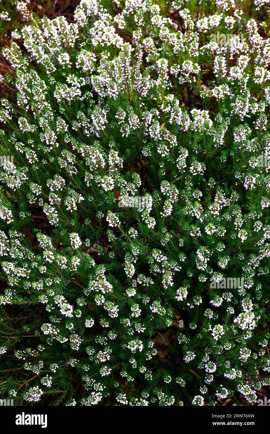 Closeup of the mid-green tiny needle-like leaves and rose-pink bell-shaped flowers of the evergreen garden heather erica x griffithsii elegant spike. Stock Photo
