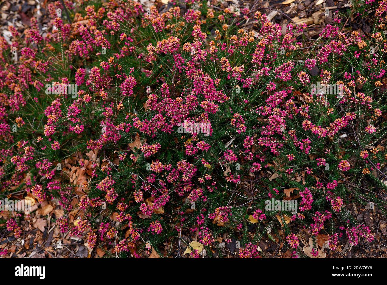 Closeup of the dark green leaves and purple flowers of the low growing perennial garden heather erica cinerea Rock Ruth. Stock Photo