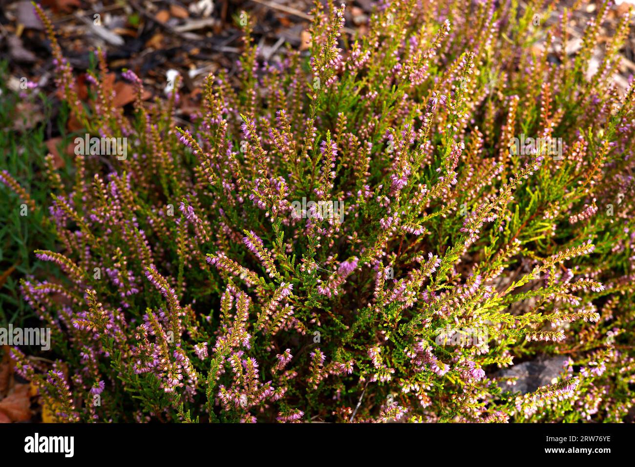 Closeup overhead view of the pink flowers and small golden leaves of the summer flowering garden heather calluna vulgaris sampford sunset. Stock Photo