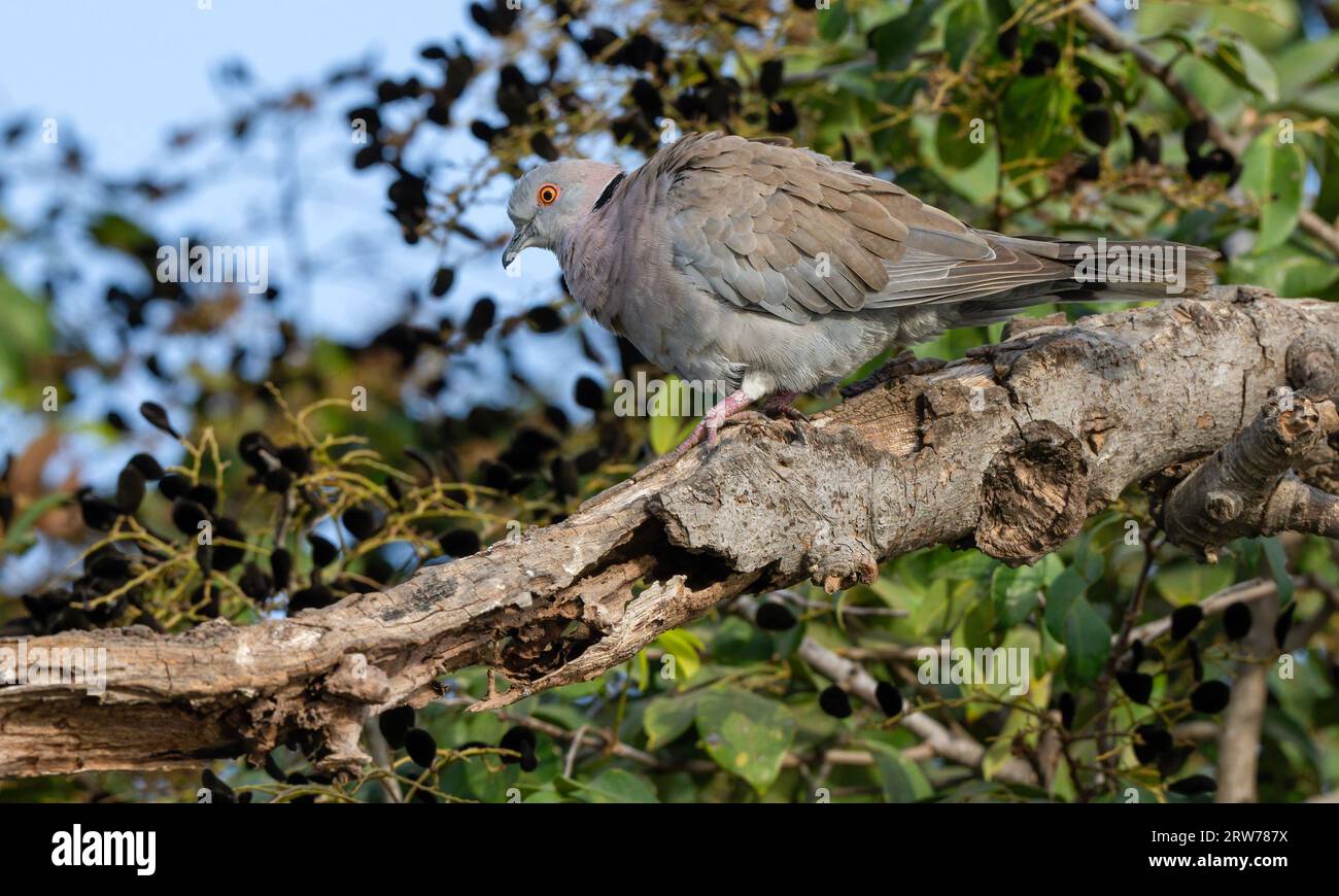 African Mourning Dove Stock Photo