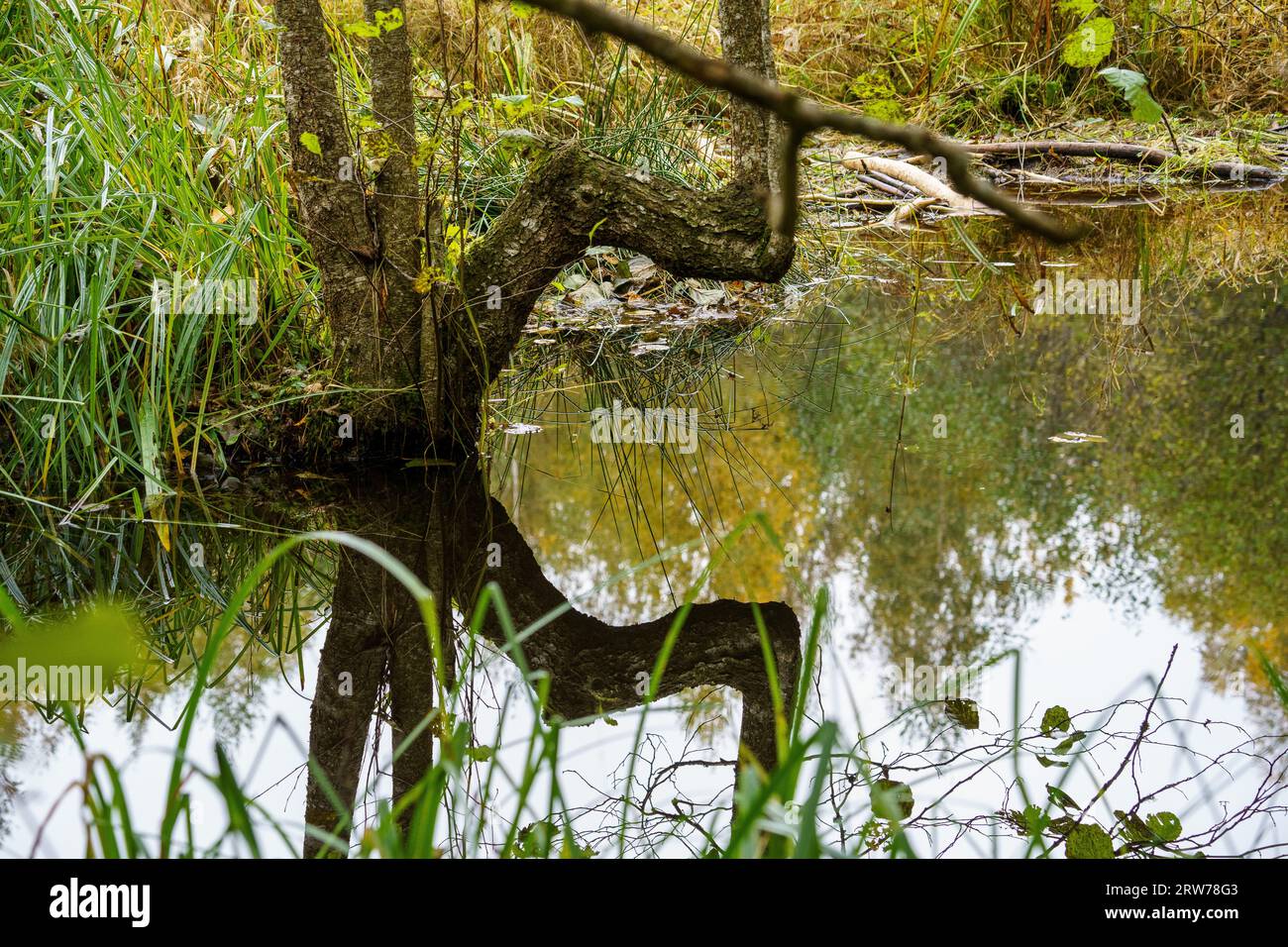 Wet meadow riparian forest hi-res stock photography and images - Alamy