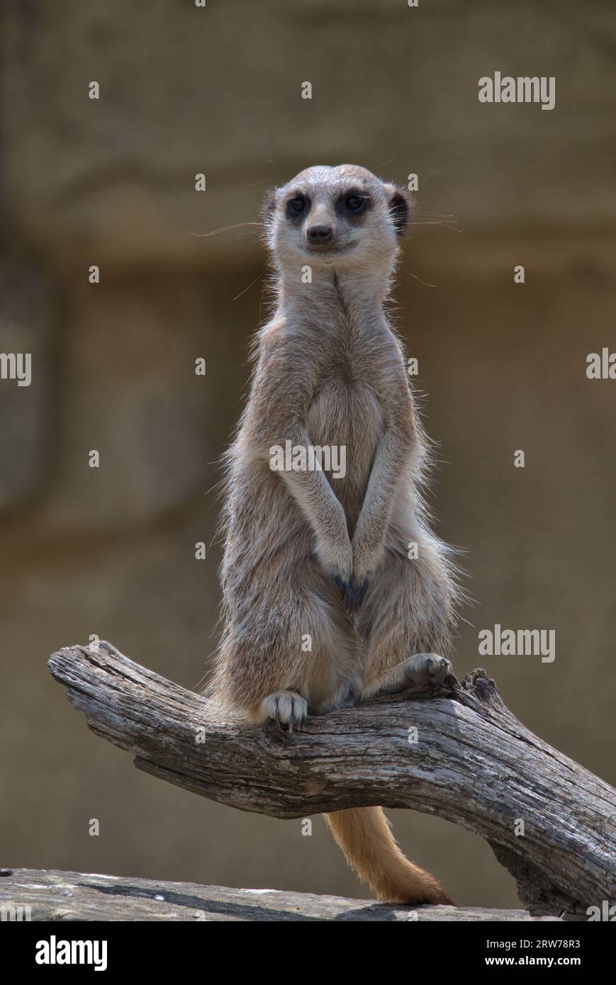 Slender-tailed meerkat Stock Photo