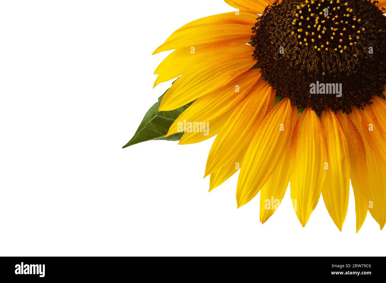 Close up sunflower seeds fall hi-res stock photography and images - Alamy