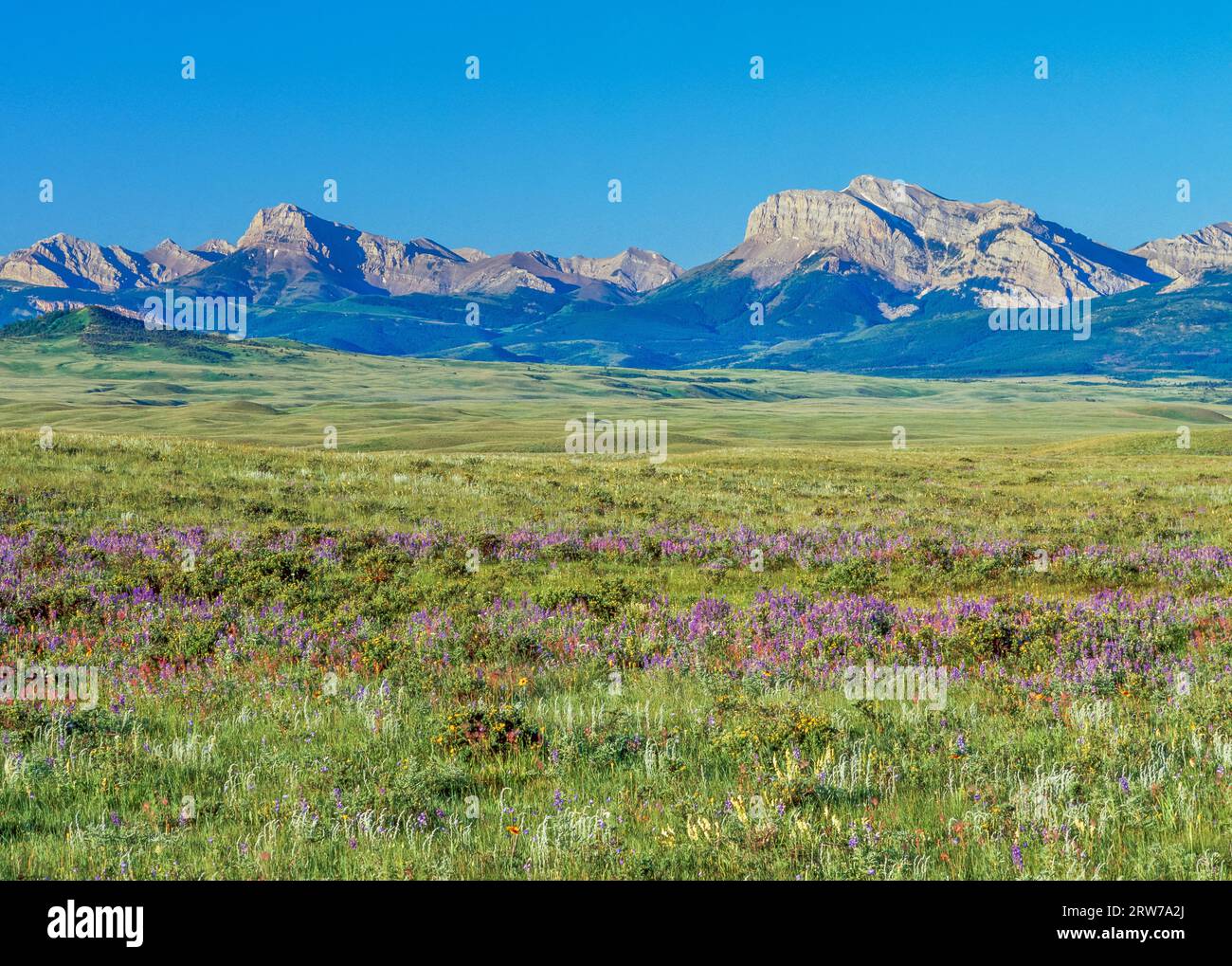 Rocky mountain wildflowers hi-res stock photography and images - Alamy