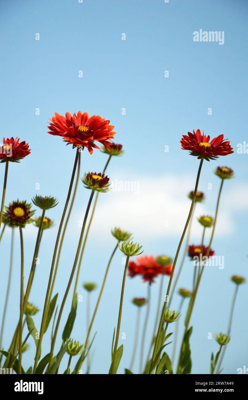 Blanket flowers (Gaillardia burgundy) and blue sky. Floral background concept. Stock Photo
