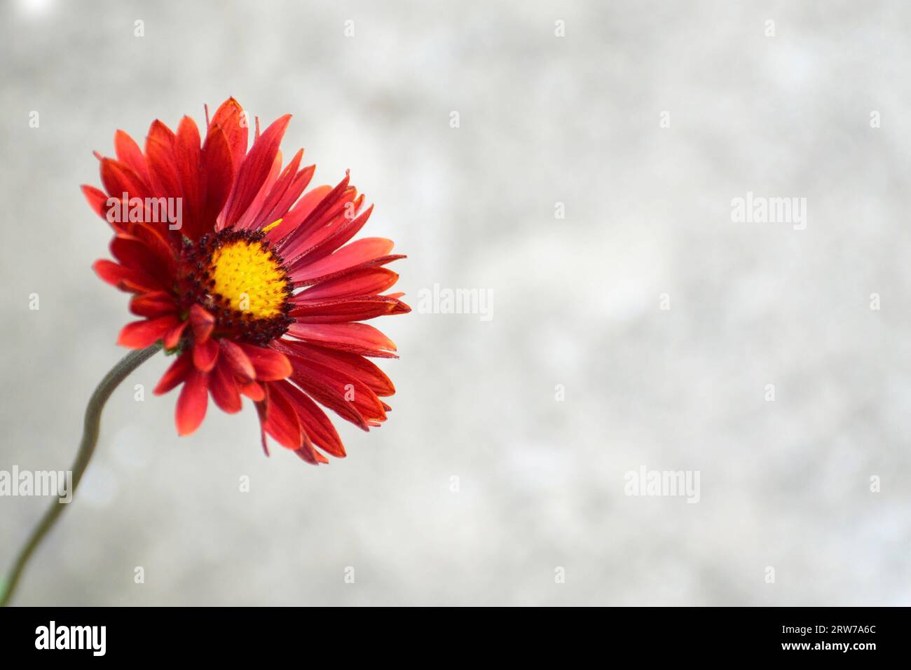 Mothers Day flower background or card with copy space. Gaillardia Burgundy or Blanket flower close up. Stock Photo