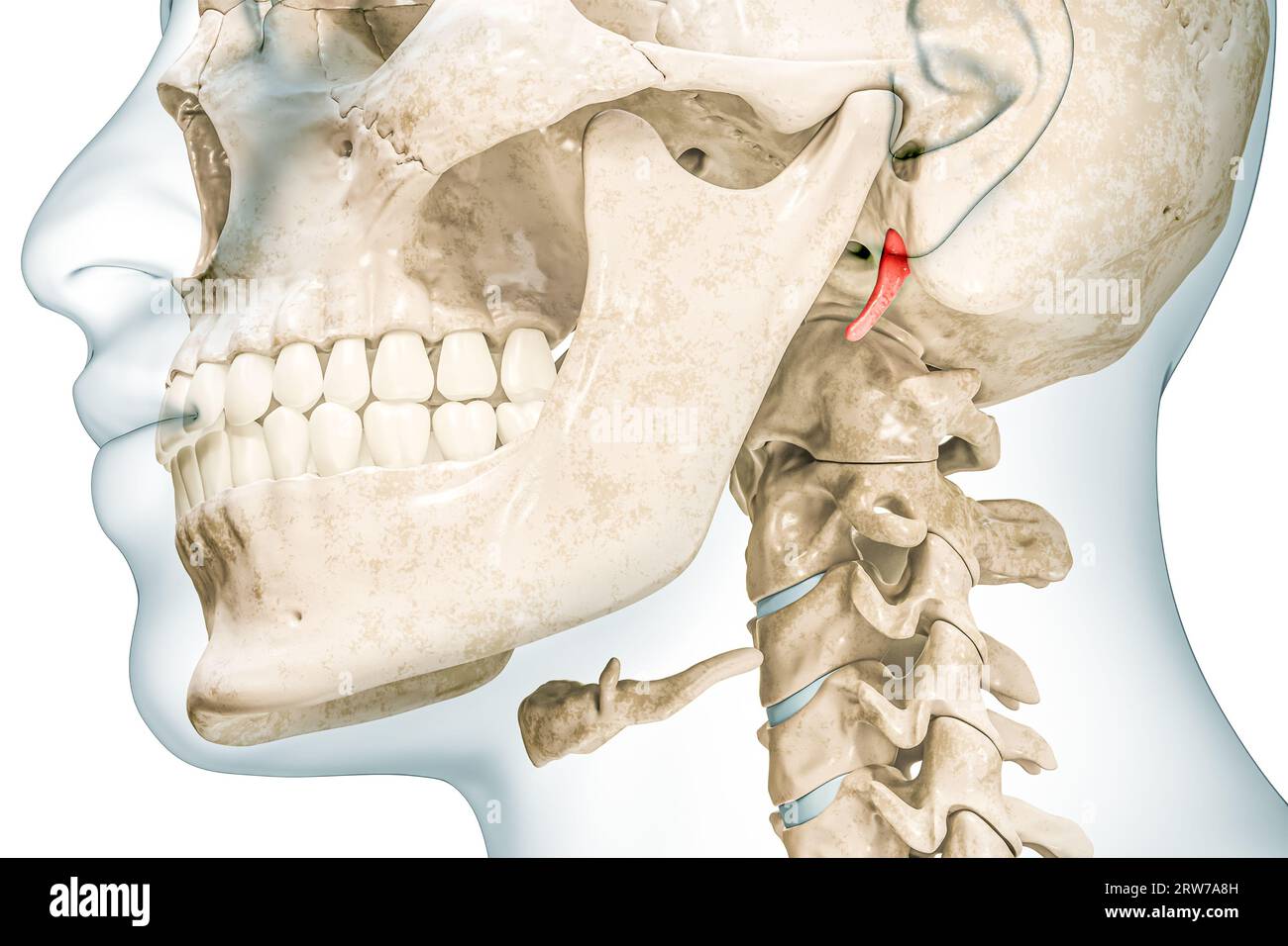 Temporal styloid process in red color with body 3D rendering illustration isolated on white. Human skeleton and skull anatomy, medical diagram, osteol Stock Photo