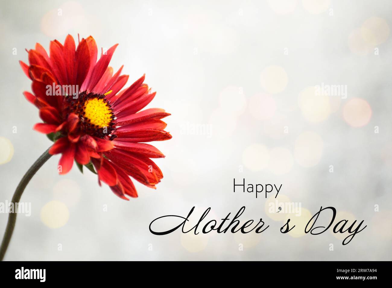 Mothers Day floral greeting card with Gaillardia Burgundy or Blanket flower Stock Photo