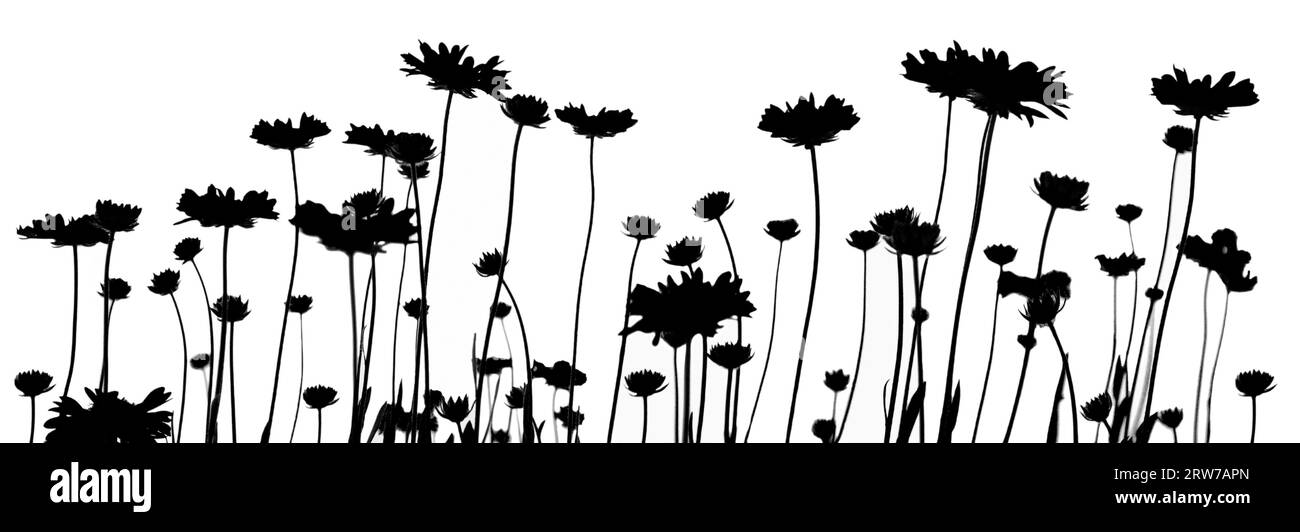 Horizontal floral border made of Blanket flower silhouettes isolated on white background Stock Photo