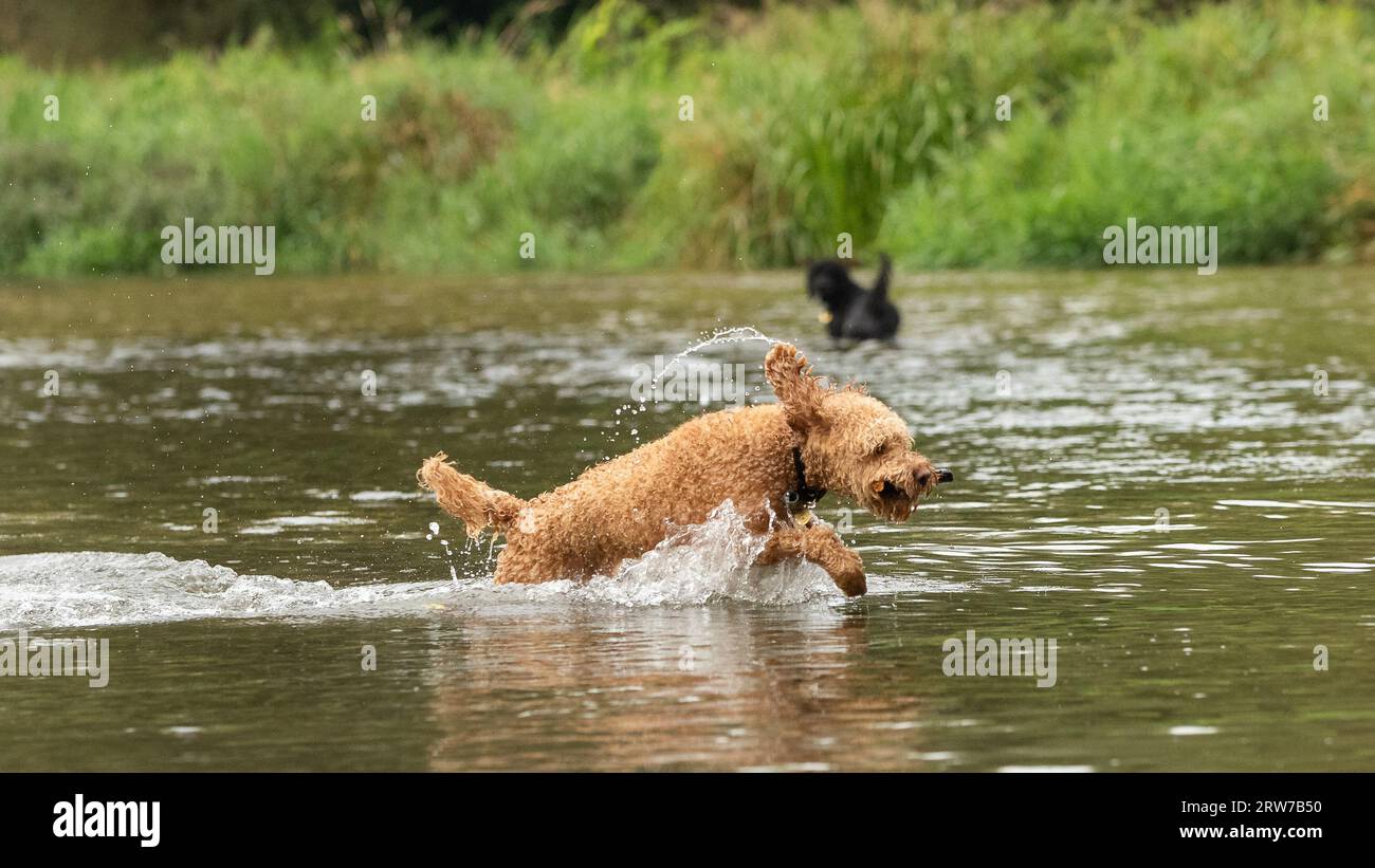 Dogs playing in river Stock Photo
