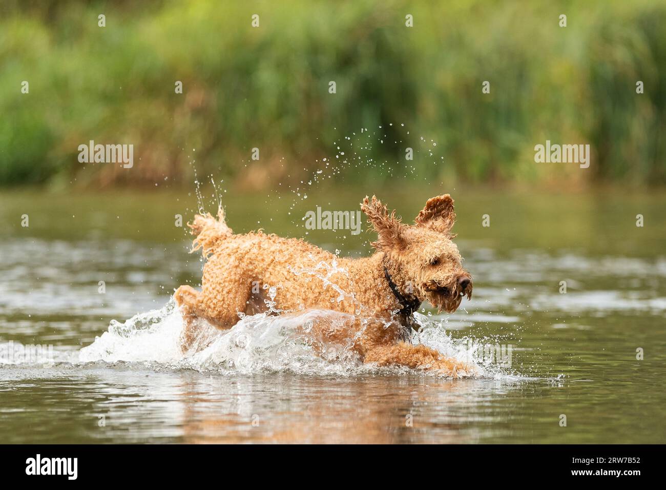 Dogs playing in river Stock Photo