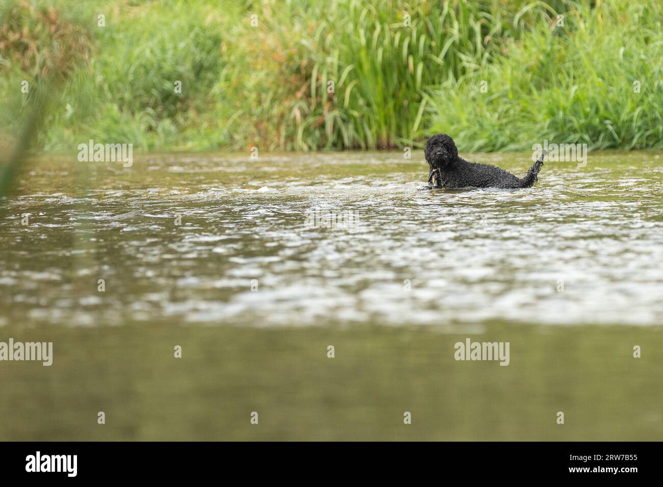 Dogs playing in river Stock Photo