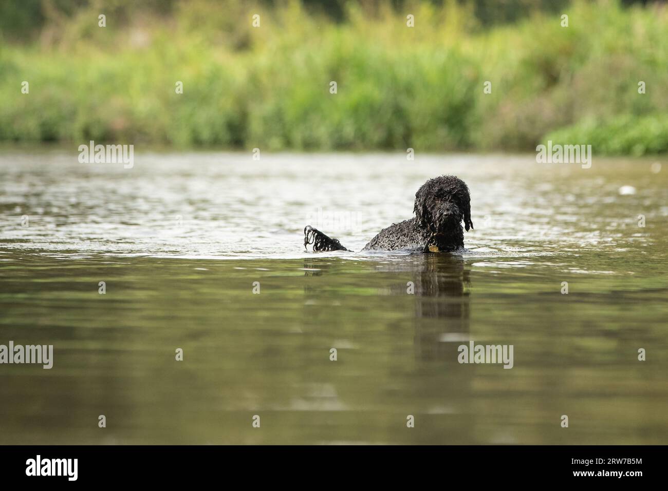 Dogs playing in river Stock Photo