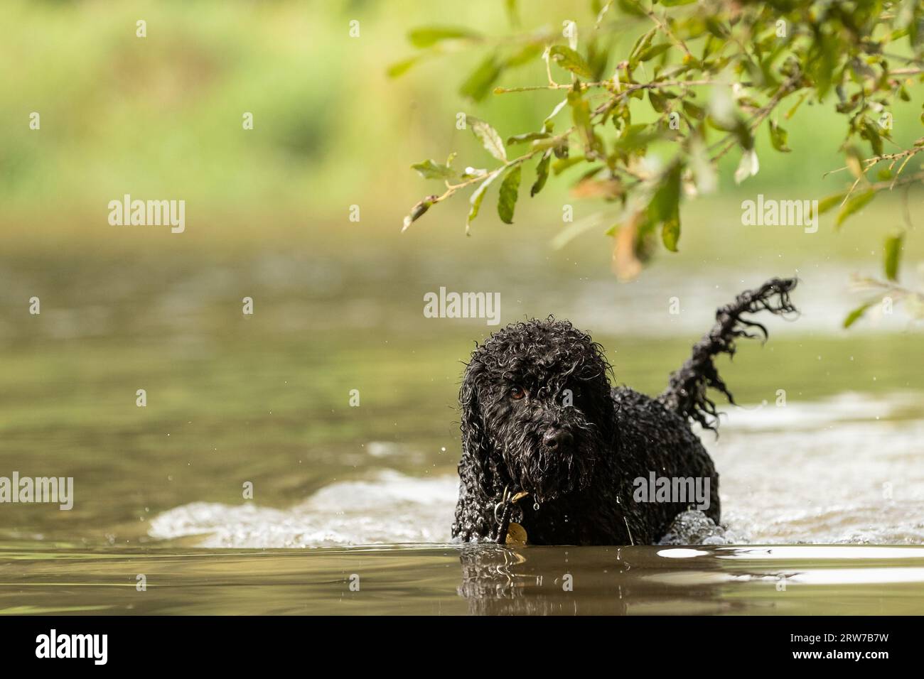 Dogs playing in river Stock Photo