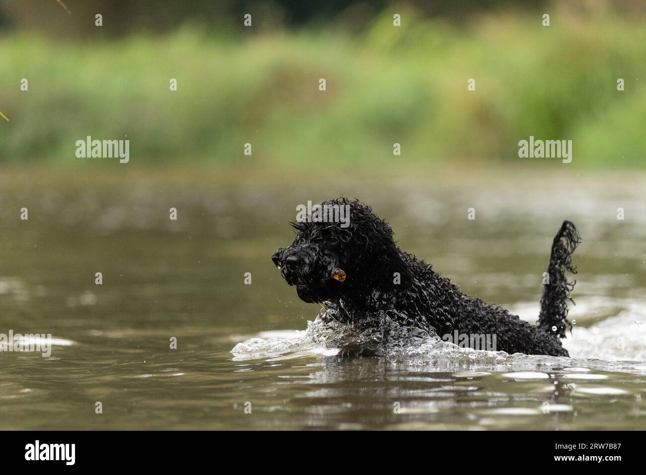 Dogs playing in river Stock Photo