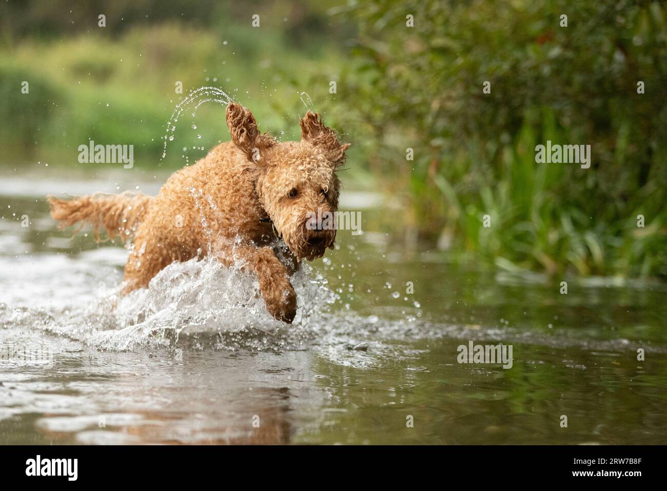 Dogs playing in river Stock Photo