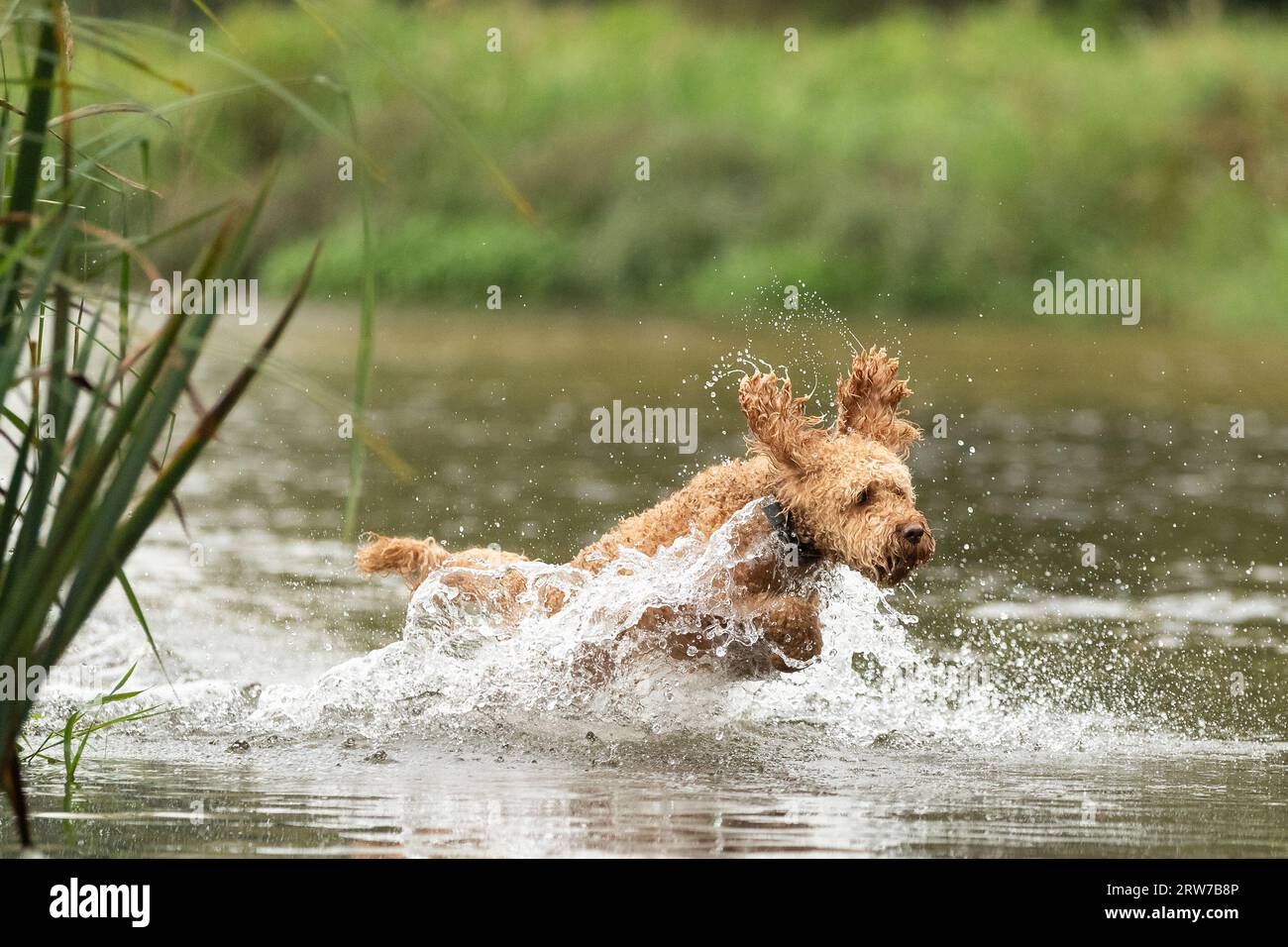 Dogs playing in river Stock Photo