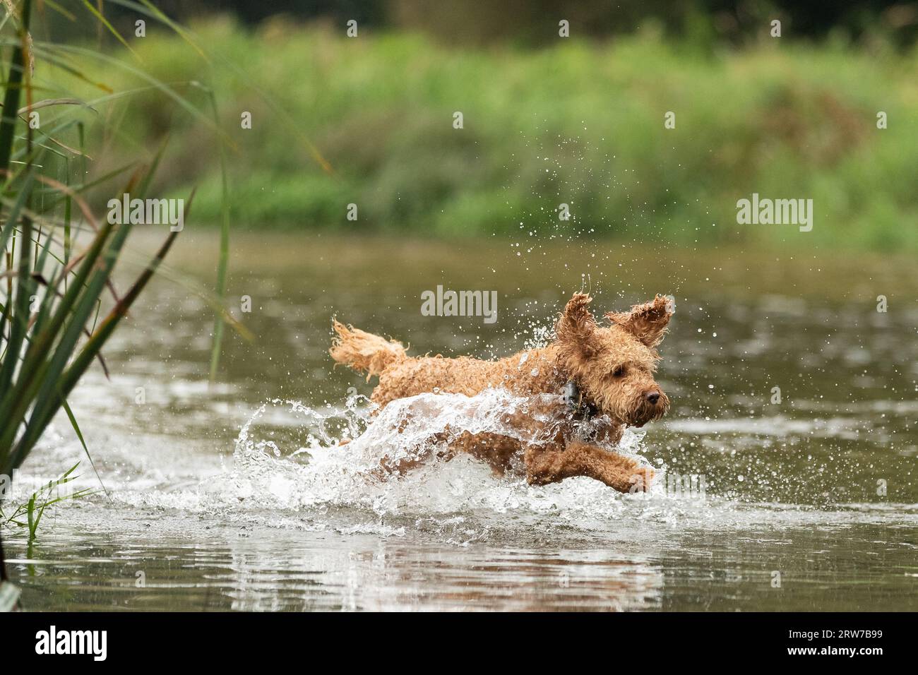 Dogs playing in river Stock Photo