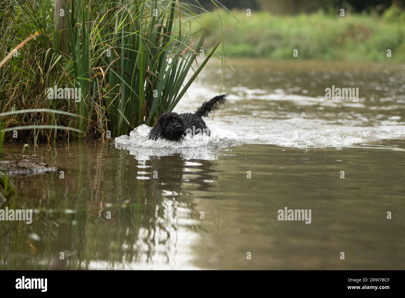 Dogs playing in river Stock Photo